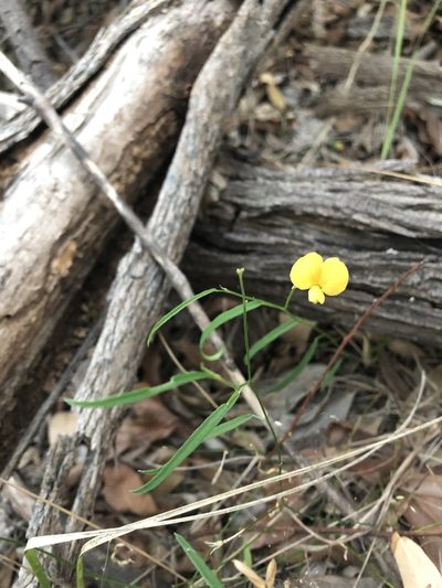 Isotropis filicaulis, photographed by Greg Tasney