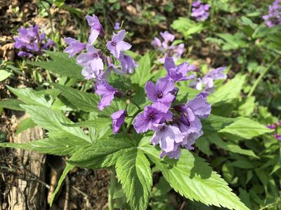 Cardamine pentaphyllos, photographed by Jason Grant
