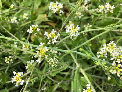 Calepina irregularis, photographed by Jason Grant