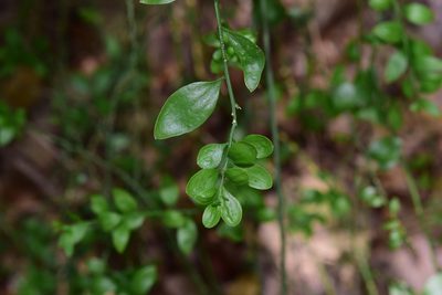 Osyridicarpos schimperianus, photographed by Sunčana Bradley