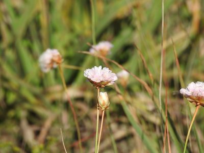 Armeria macrophylla, photographed by Duarte Frade