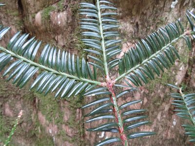 Torreya nucifera, photographed by Marco Mussita