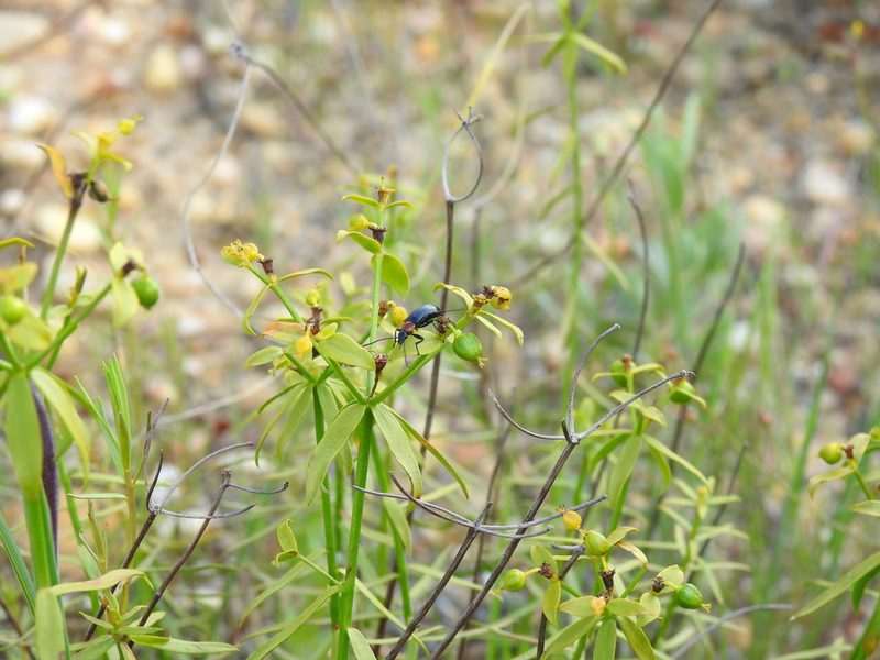 Euphorbia boetica, photographed by Duarte Frade