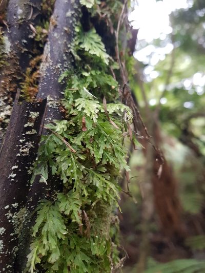 Abrodictyum caudatum, photographed by Danielle Munster