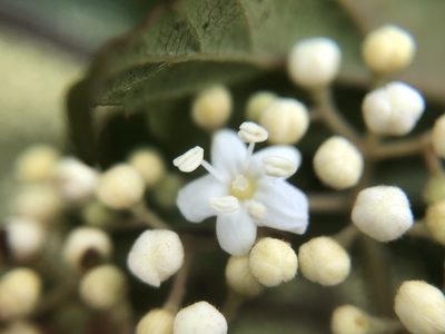 Viburnum luzonicum, photographed by 黃美滿