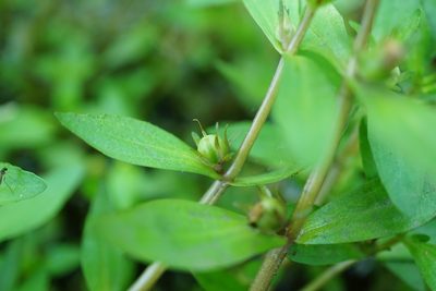 Gratiola virginiana, photographed by NC Wetlands