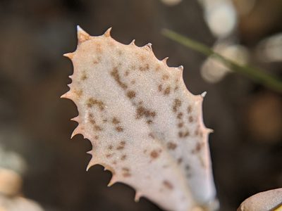 Atrichoseris platyphylla, photographed by Alex Heyman