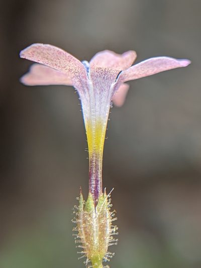 Gilia scopulorum, photographed by Alex Heyman