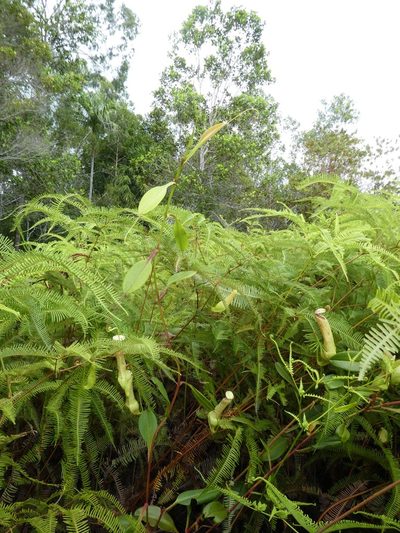 Nepenthes danseri, photographed by Micha Baum