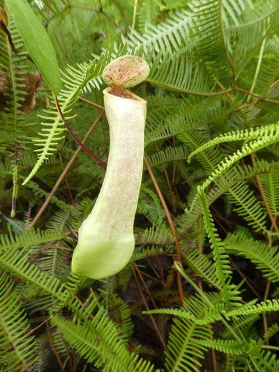Nepenthes danseri, photographed by Micha Baum