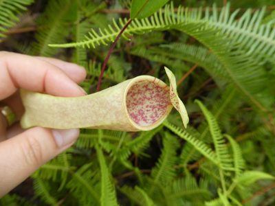 Nepenthes danseri, photographed by Micha Baum