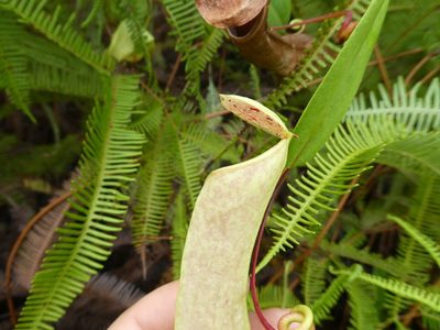 Nepenthes danseri, photographed by Micha Baum