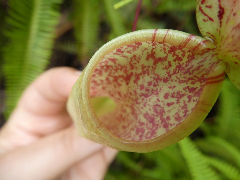 Nepenthes danseri, photographed by Micha Baum