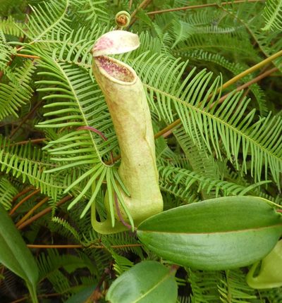 Nepenthes danseri, photographed by Micha Baum