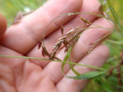 Tridens texanus, photographed by Cleveland Powell
