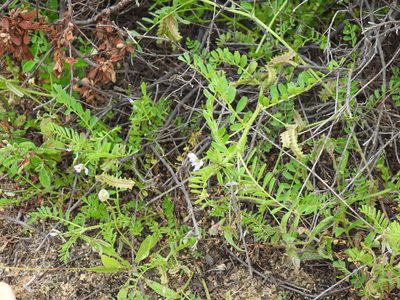 Biserrula pelecinus, photographed by Duarte Frade
