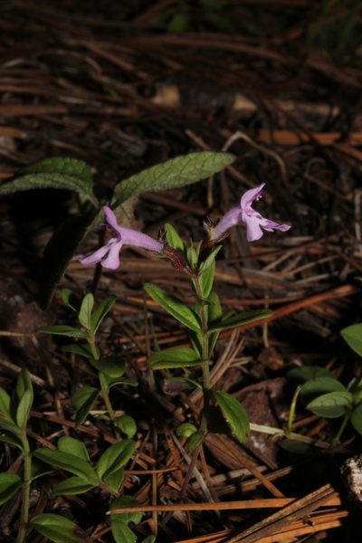 Hedeoma jucunda, photographed by Arturo Castro Castro