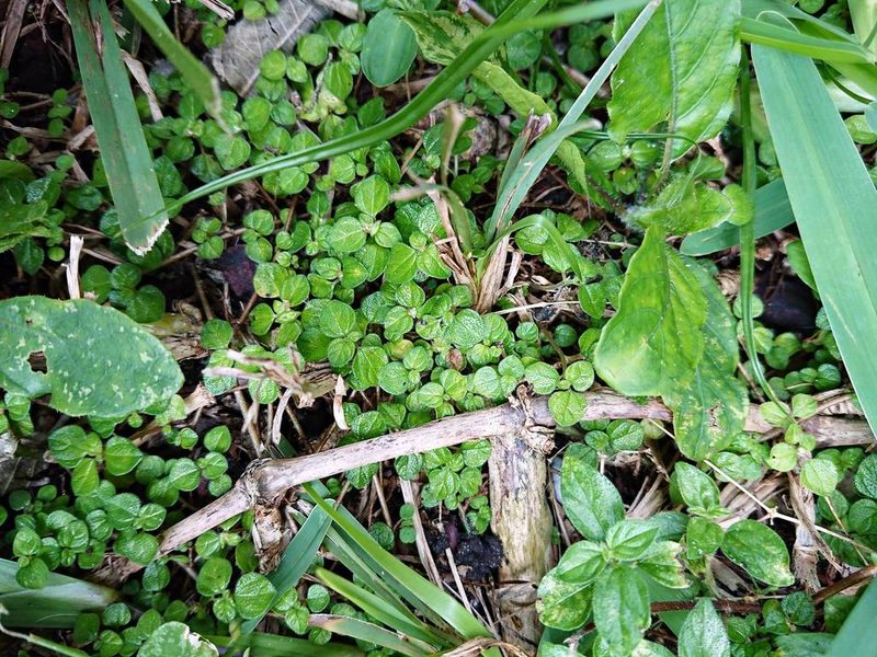 Rousselia humilis, photographed by Adam Pitcher