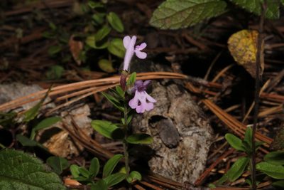 Hedeoma jucunda, photographed by Arturo Castro Castro