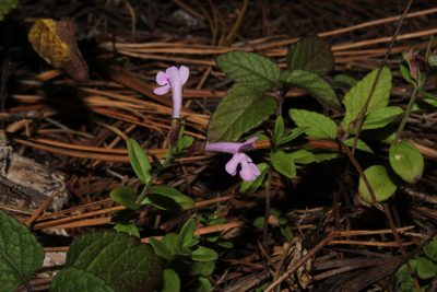 Hedeoma jucunda, photographed by Arturo Castro Castro