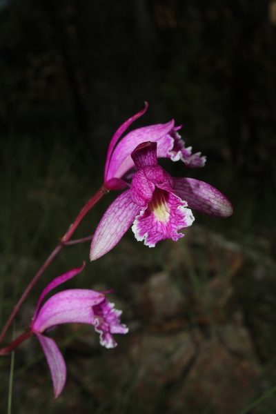 Bletia greenwoodiana, photographed by Arturo Castro Castro