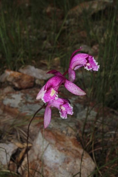 Bletia greenwoodiana, photographed by Arturo Castro Castro