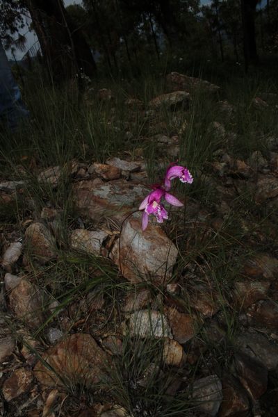 Bletia greenwoodiana, photographed by Arturo Castro Castro