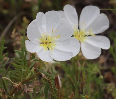 Oenothera albicaulis, photographed by crseaquist