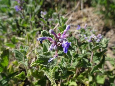 Nepeta racemosa, photographed by Robert H. Wardell