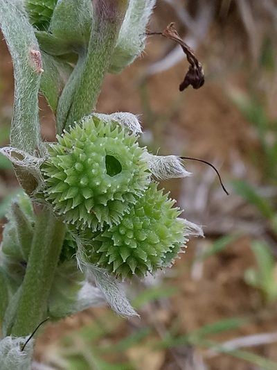 Solenanthus tubiflorus, photographed by Karim Haddad