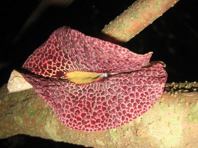 Aristolochia odoratissima, photographed by Arturo Castro Castro