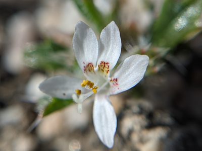 Loeseliastrum schottii, photographed by Alex Heyman