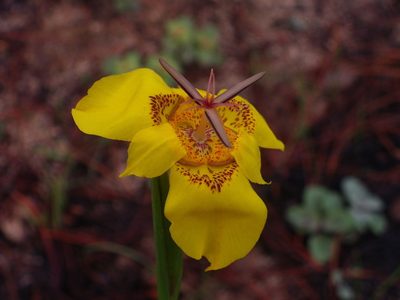 Tigridia chrysantha, photographed by Arturo Castro Castro