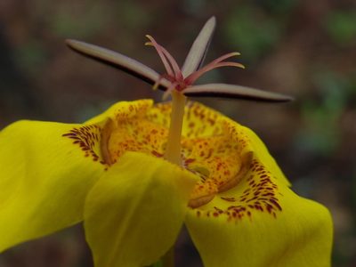 Tigridia chrysantha, photographed by Arturo Castro Castro