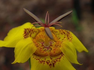 Tigridia chrysantha, photographed by Arturo Castro Castro