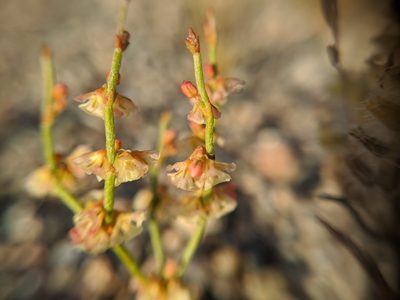 Eriogonum nidularium, photographed by Alex Heyman