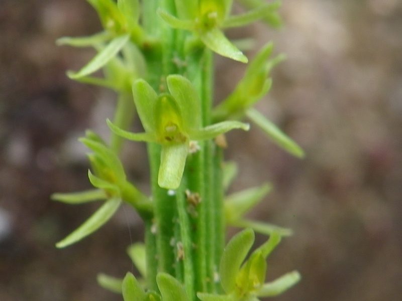 Malaxis tepicana, photographed by Arturo Castro Castro