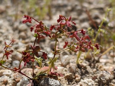 Centrostegia thurberi, photographed by Alex Heyman