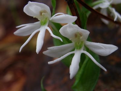 Habenaria cuevasiana, photographed by Arturo Castro Castro