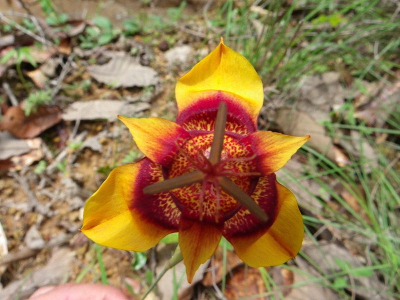 Tigridia chrysantha, photographed by Arturo Castro Castro