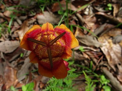 Tigridia chrysantha, photographed by Arturo Castro Castro