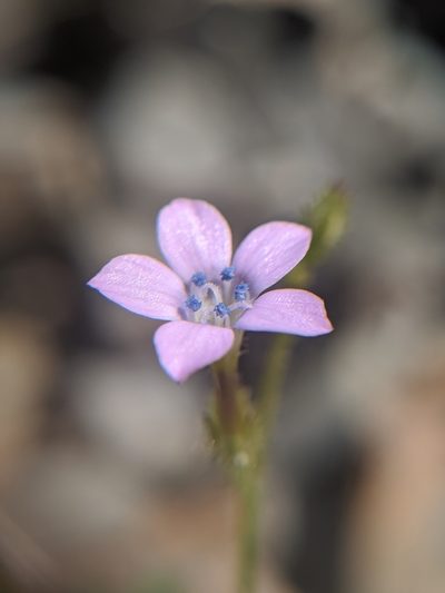 Gilia scopulorum, photographed by Alex Heyman