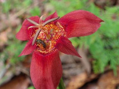 Tigridia chrysantha, photographed by Arturo Castro Castro