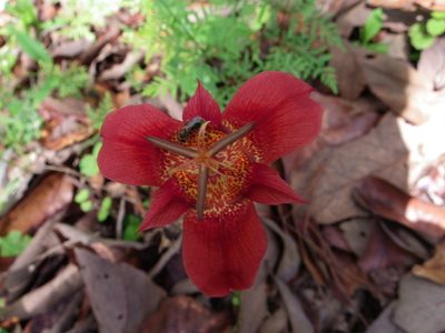 Tigridia chrysantha, photographed by Arturo Castro Castro