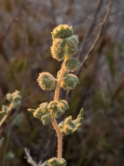 Ambrosia eriocentra, photographed by Alex Heyman