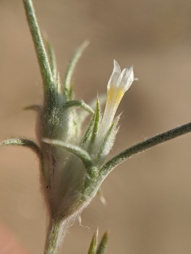 Eriastrum harwoodii, photographed by Alex Heyman
