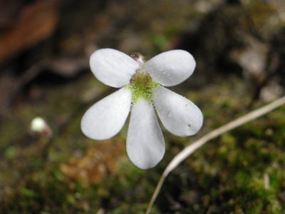 Pinguicula parvifolia, photographed by Arturo Castro Castro