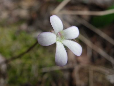 Pinguicula parvifolia, photographed by Arturo Castro Castro