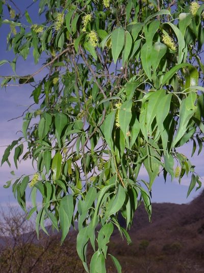Agonandra racemosa, photographed by Arturo Castro Castro