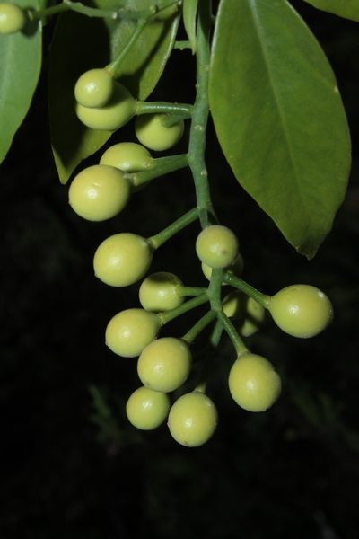 Agonandra racemosa, photographed by Arturo Castro Castro
